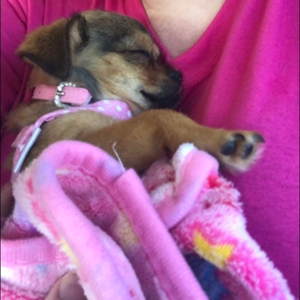 Meet your Posher, Karen felicia